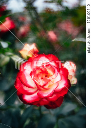 玫瑰 玫瑰 126100540