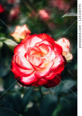 玫瑰 玫瑰 126100745