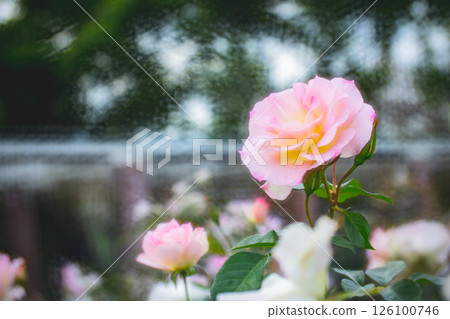 玫瑰 玫瑰 126100746