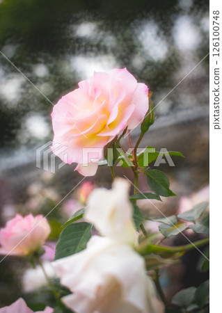 玫瑰 玫瑰 126100748