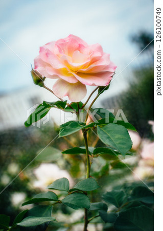 玫瑰 玫瑰 126100749