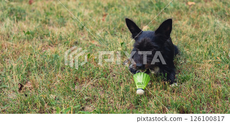 Pet playing with Neon yellow badminton shuttlecock on green grass outdoors. Pet love concept Copy space soft selective focus on shuttlecocks. Alternative fitness recreational Pet playing with Neon yellow badminton shuttlecock on green grass outdoors. Pet love concept Copy space soft selective focus on shuttlecocks. Alternative fitness recreational 126100817