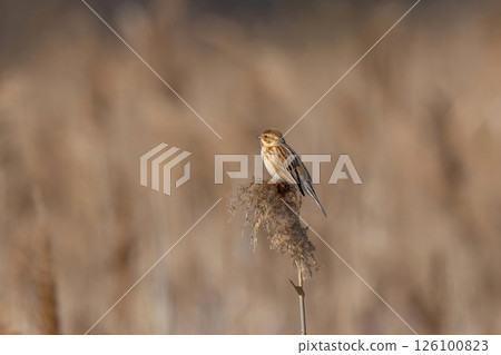 A reed bunting relaxing with the winter reeds in the background A reed bunting relaxing with the winter reeds in the background 126100823