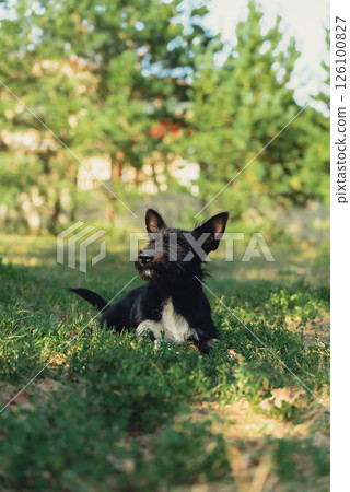 Pretty black dog lie on green grass outdoors in summertime. Amazing portrait of young pet love. Furry friend copy space for advertisement Pretty black dog lie on green grass outdoors in summertime. Amazing portrait of young pet love. Furry friend copy space for advertisement 126100827