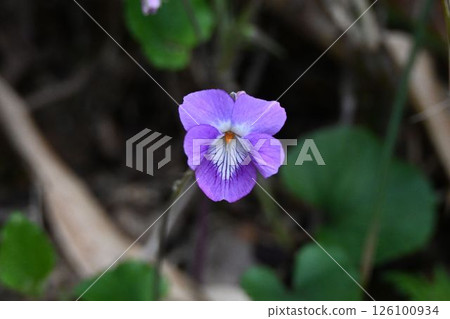 我在六甲山看到的美麗的芳香的紫羅蘭花,有紫色的花瓣和白色的花朵,上面有美麗的紫色條紋。 我在六甲山看到的美麗的芳香的紫羅蘭花,有紫色的花瓣和白色的花朵,上面有美麗的紫色條紋。 126100934