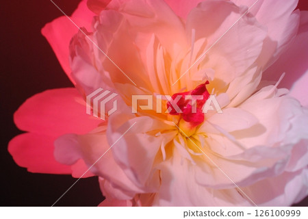 牡丹，花卉，工作室，灰色，燈光，燈光 126100999