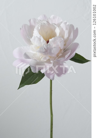 peony, flower, studio, grey peony, flower, studio, grey 126101002