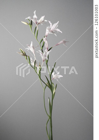 唐菖蒲 toshobu 花工作室灰色 唐菖蒲 toshobu 花工作室灰色 126101003