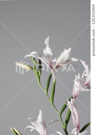 Gladiolus toshobu flower studio gray Gladiolus toshobu flower studio gray 126101004