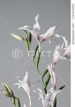 Gladiolus toshobu flower studio gray Gladiolus toshobu flower studio gray 126101005