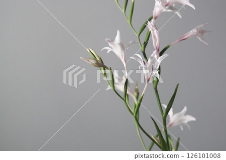 唐菖蒲 toshobu 花工作室灰色 唐菖蒲 toshobu 花工作室灰色 126101008