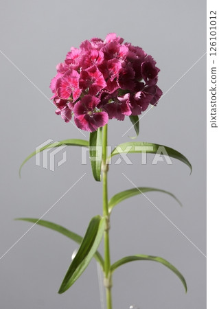 石竹，石竹，sieboldii，花，灰色，工作室 126101012