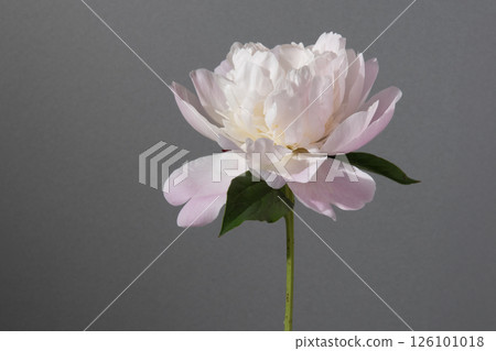 Peony, flower, studio, gray Peony, flower, studio, gray 126101018