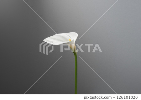 馬蹄蓮花卉工作室灰色 126101020