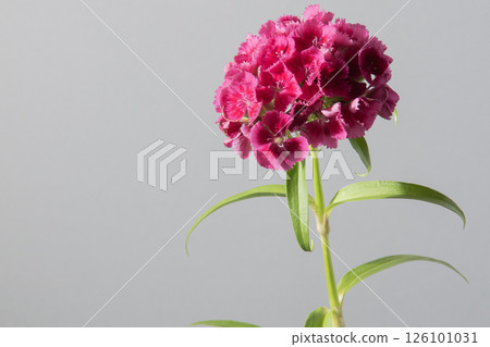 石竹，石竹，sieboldii，花，灰色，工作室 126101031