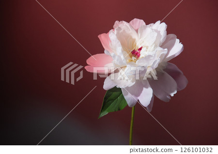 牡丹，花卉，工作室，灰色，燈光，燈光 126101032