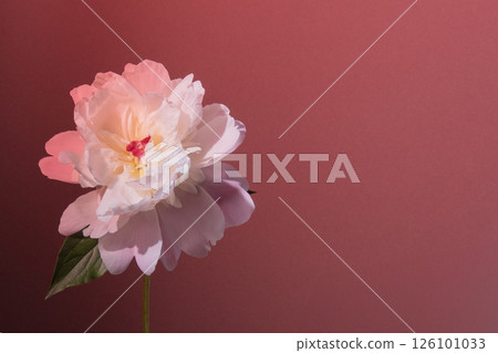 牡丹,花卉,工作室,灰色,燈光,燈光 牡丹,花卉,工作室,灰色,燈光,燈光 126101033