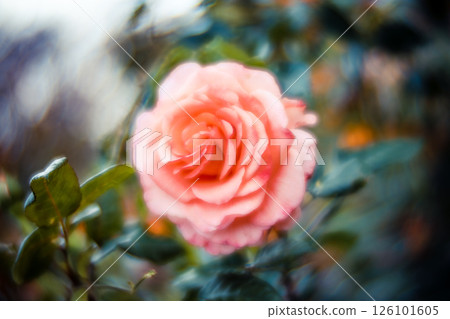 rose 126101605