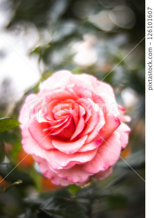 rose 126101607