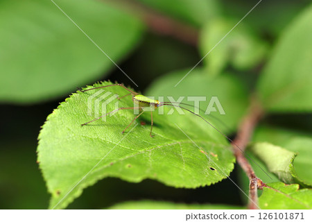 A first-instar larva of the false Japanese knotweed with a black lateral line pattern on a leaf (strobe macro photography in a natural environment) A first-instar larva of the false Japanese knotweed with a black lateral line pattern on a leaf (strobe macro photography in a natural environment) 126101871