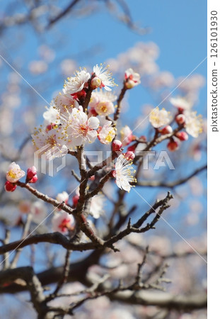 早春梅花盛開 早春梅花盛開 126101930