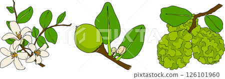 Vector illustrations of bergamot fruit lifecycle: flowers, green fruit, and sliced ripe fruit.  126101960