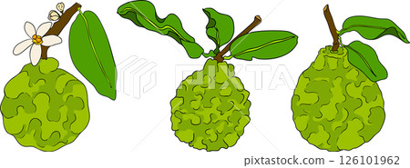 Vector illustrations of bergamot fruit lifecycle: flowers, green fruit, and sliced ripe fruit. Vector illustrations of bergamot fruit lifecycle: flowers, green fruit, and sliced ripe fruit. 126101962