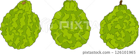 Vector illustrations of bergamot fruit lifecycle: flowers, green fruit, and sliced ripe fruit. Vector illustrations of bergamot fruit lifecycle: flowers, green fruit, and sliced ripe fruit. 126101965