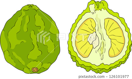 Vector illustrations of bergamot fruit lifecycle: flowers, green fruit, and sliced ripe fruit. Vector illustrations of bergamot fruit lifecycle: flowers, green fruit, and sliced ripe fruit. 126101977