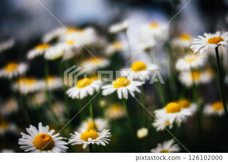 菊花 菊花 126102000