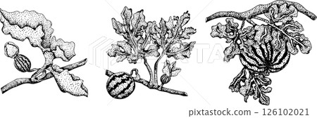 Watermelon engraving illustration set. Watermelon fruit vector set.  126102021