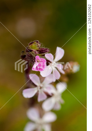 Shirahana Silene 126102062