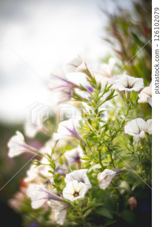 花 花 126102079