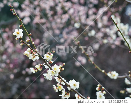 大阪城公園梅林的春天景色 大阪城公園梅林的春天景色 126102481