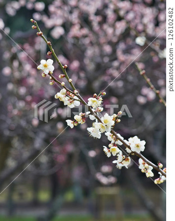 大阪城公園梅林的春天景色 大阪城公園梅林的春天景色 126102482