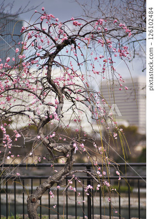大阪城公園梅林的春天景色 大阪城公園梅林的春天景色 126102484