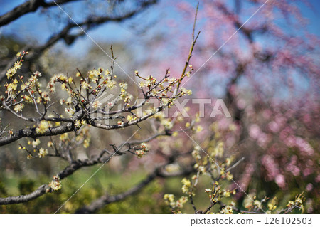 Spring scenery of the plum grove in Osaka Castle Park 126102503
