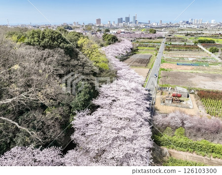 Aerial view of the cherry blossom corridor in spring in Saitama Prefecture, Minuma rice fields, Saitama City 126103300