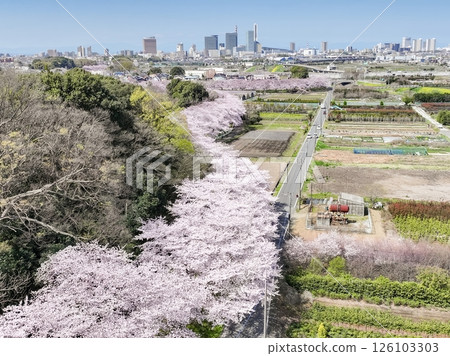 Aerial view of the cherry blossom corridor in spring in Saitama Prefecture, Minuma rice fields, Saitama City Aerial view of the cherry blossom corridor in spring in Saitama Prefecture, Minuma rice fields, Saitama City 126103303