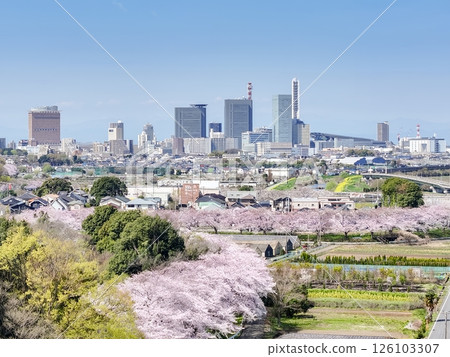 Aerial view of the cherry blossom corridor in spring in Saitama Prefecture, Minuma rice fields, Saitama City Aerial view of the cherry blossom corridor in spring in Saitama Prefecture, Minuma rice fields, Saitama City 126103307