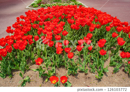 [京都風景] 京都府立植物園春天色彩繽紛的鬱金香 126103772