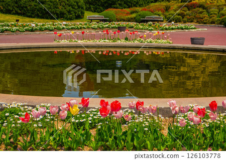 [京都風景] 京都府立植物園春天色彩繽紛的鬱金香 126103778