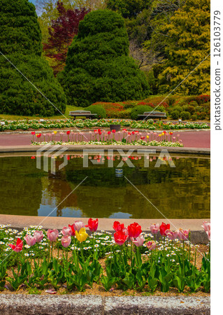 [京都風景] 京都府立植物園春天色彩繽紛的鬱金香 126103779