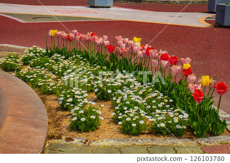 [Kyoto Scenery] Colorful tulips in spring at Kyoto Prefectural Botanical Garden 126103780