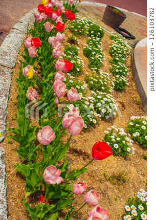 [京都風景] 京都府立植物園春天色彩繽紛的鬱金香 126103782