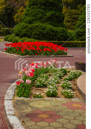 [京都風景] 京都府立植物園春天色彩繽紛的鬱金香 126103783