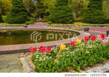 [京都風景] 京都府立植物園春天色彩繽紛的鬱金香 126103788
