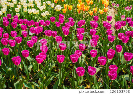 [Kyoto Scenery] Colorful tulips in spring at Kyoto Prefectural Botanical Garden 126103798