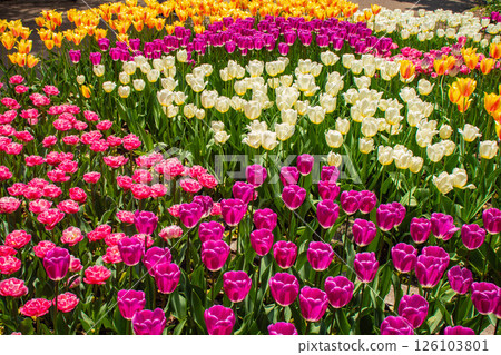 [Kyoto Scenery] Colorful tulips in spring at Kyoto Prefectural Botanical Garden 126103801