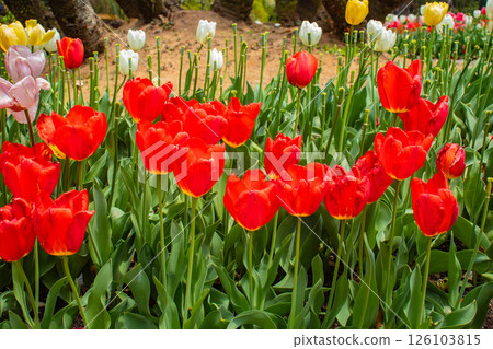 [Kyoto Scenery] Colorful tulips in spring at Kyoto Prefectural Botanical Garden 126103815